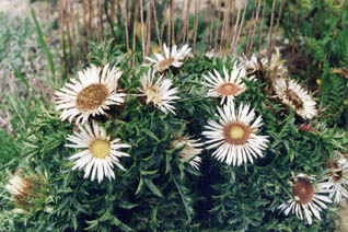 Carlina acaulis ssp simplex